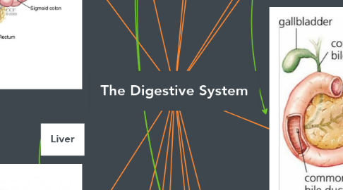 Mind Map: The Digestive System