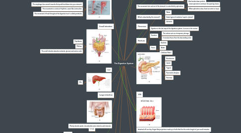 Mind Map: The Digestive System