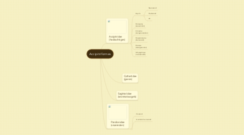 Mind Map: Accipitriformes