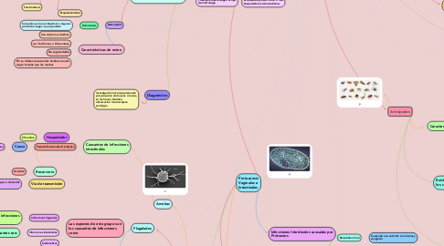 Mind Map: Clasificaciòn de lo Paràsitos
