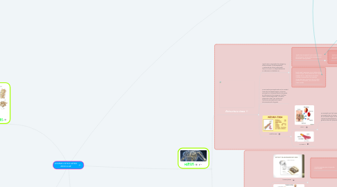 Mind Map: SISTEMA OSTEO ARTRO MUSCULAR