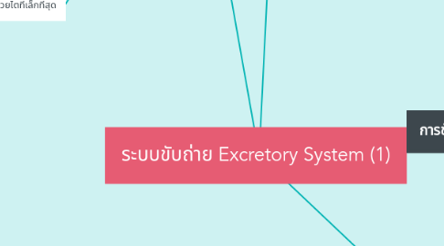 Mind Map: ระบบขับถ่าย Excretory System (1)