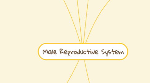 Mind Map: Male Reproductive System
