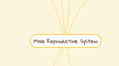 Mind Map: Male Reproductive System