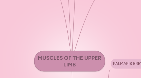 Mind Map: MUSCLES OF THE UPPER LIMB