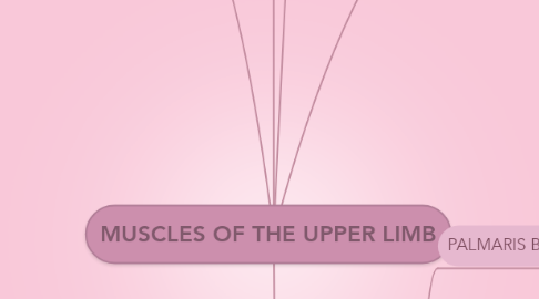 Mind Map: MUSCLES OF THE UPPER LIMB
