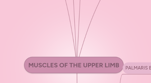 Mind Map: MUSCLES OF THE UPPER LIMB