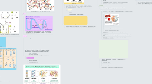 Mind Map: PROTEÍNAS- Michelle Mosri Shahin #8