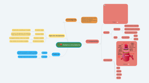 Mind Map: Sistema circulatorio