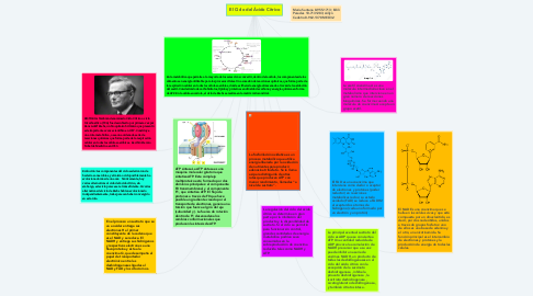 Mind Map: El Ciclo del Ácido Cítrico