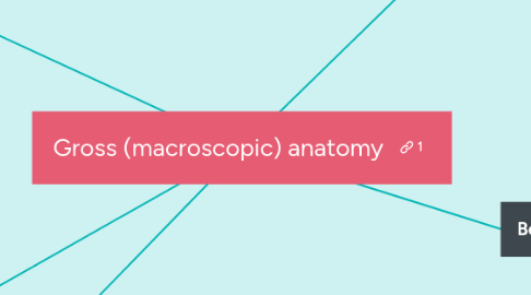 Mind Map: Gross (macroscopic) anatomy