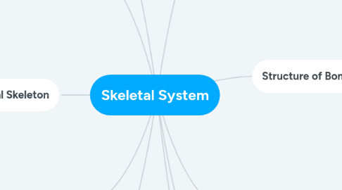 Mind Map: Skeletal System