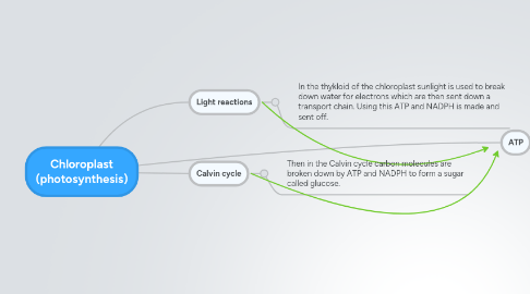 Mind Map: Chloroplast (photosynthesis)