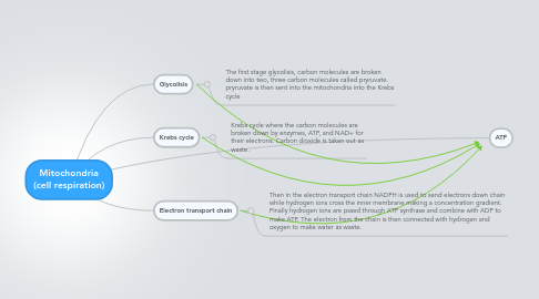 Mind Map: Mitochondria (cell respiration)