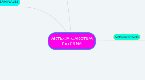 Mind Map: ARTERIA CARÓTIDA EXTERNA
