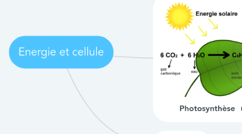 Mind Map: Energie et cellule
