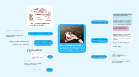 Mind Map: How to conserve water... by the desert kangaroo rat