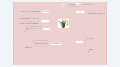 Mind Map: The Spider Plant