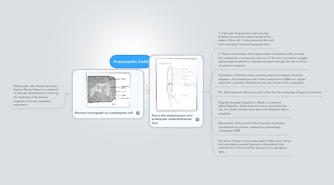 Mind Map: Prokaryotic Cells