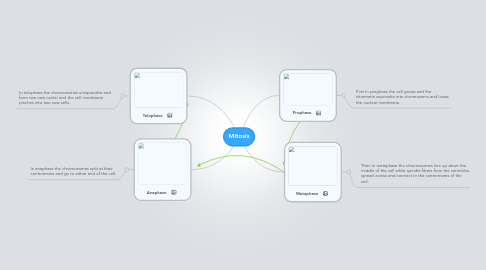 Mind Map: Mitosis