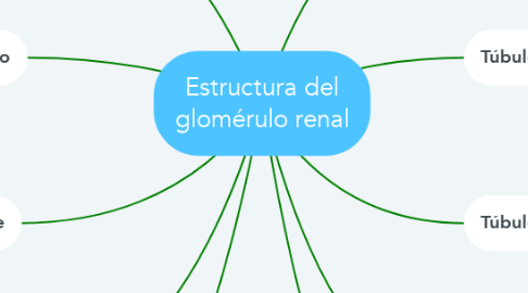 Mind Map: Estructura del glomérulo renal
