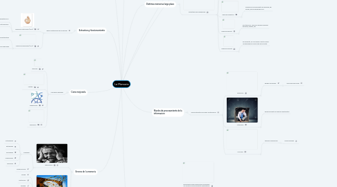 Mind Map: La Memoria