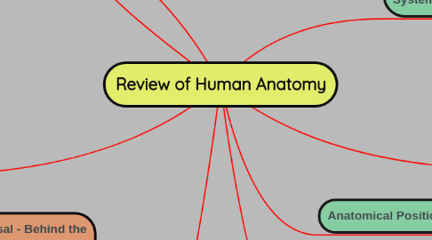 Mind Map: Review of Human Anatomy
