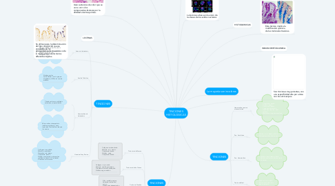 Mind Map: TINCIONES HISTOLOGICAS