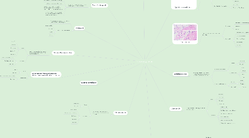 Mind Map: Tipos de Epitelios.