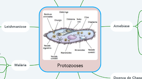 Mind Map: Protozooses