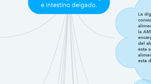 Mind Map: Procesos fisiológicos de boca, esófago, estómago e intestino delgado.