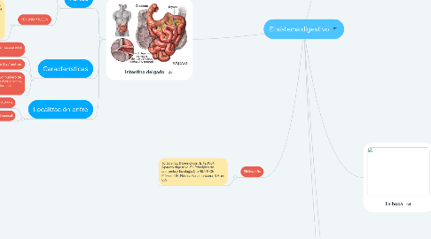 Mind Map: El sistema digestivo