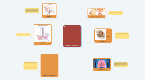 Mind Map: Sistema respiratorio