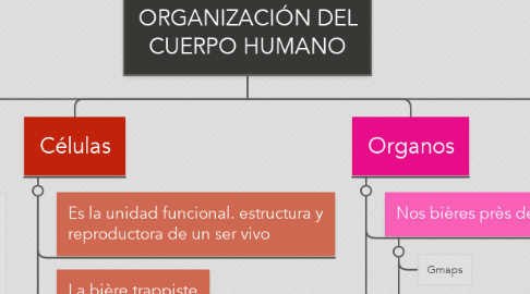 Mind Map: NIVELES DE ORGANIZACIÓN DEL CUERPO HUMANO