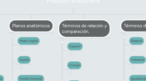 Mind Map: Posición anatómica