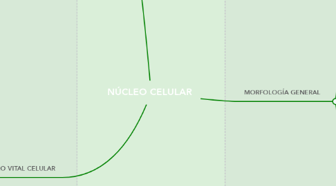 Mind Map: NÚCLEO CELULAR