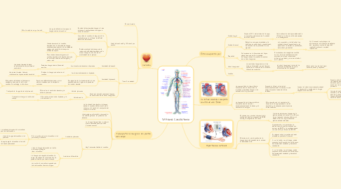 Mind Map: Sistema Circulatorio