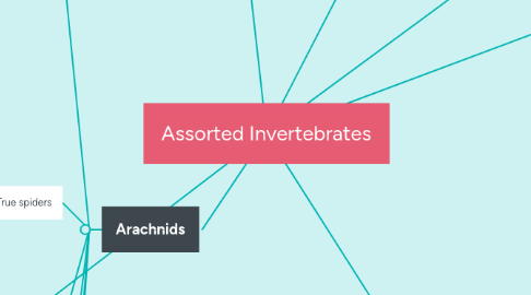 Assorted Invertebrates | MindMeister Mind Map