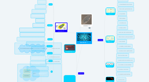 Mind Map: Bacterias