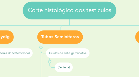 Mind Map: Corte histológico dos testículos