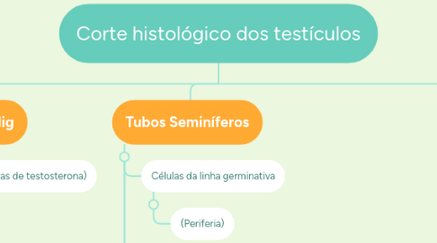 Mind Map: Corte histológico dos testículos