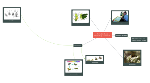Mind Map: “Introducción a la Entomología económica”