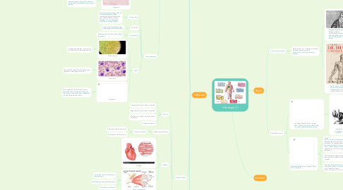 Mind Map: Histología (1)