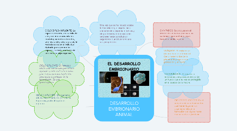 Mind Map: DESARROLLO EMBRIONARIO ANIMAL