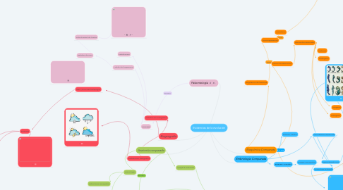 Mind Map: Evidencias de la evolución