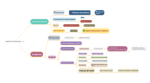 Mind Map: GAMETOGENESIS