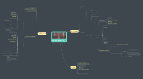 Mind Map: SISTEMA MUSCULAR