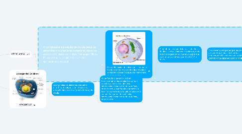 Mind Map: CITOPLASMA E ORGANETAS