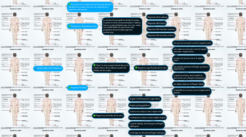 Mind Map: ANATOMÍA TOPOGRÁFICA