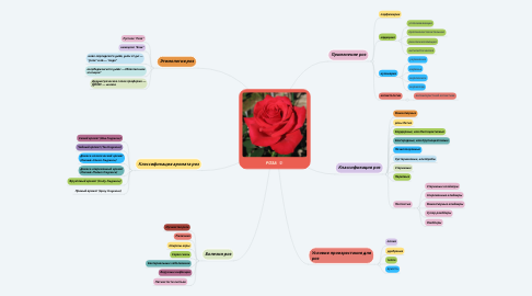 Mind Map: РОЗА